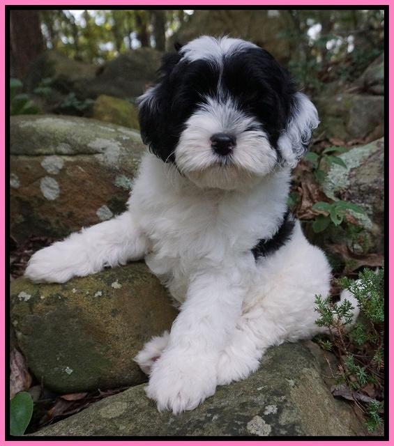 Jetta Texas pups 8 wks old 211