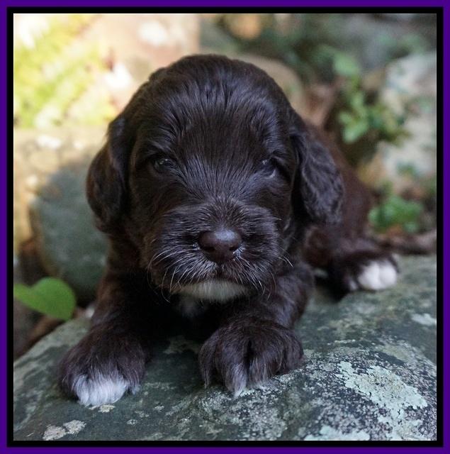 Jetta Texas pups 3 wks old 131