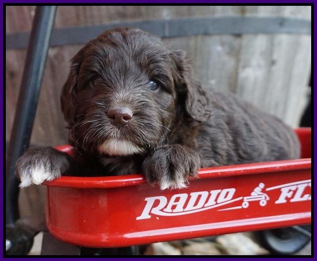 Jetta Texas pups 4 wks old 171