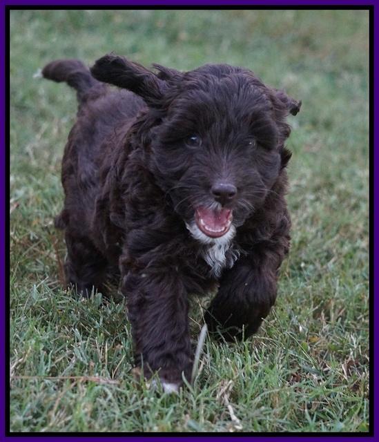 Jetta Texas pups 7 wks old 211