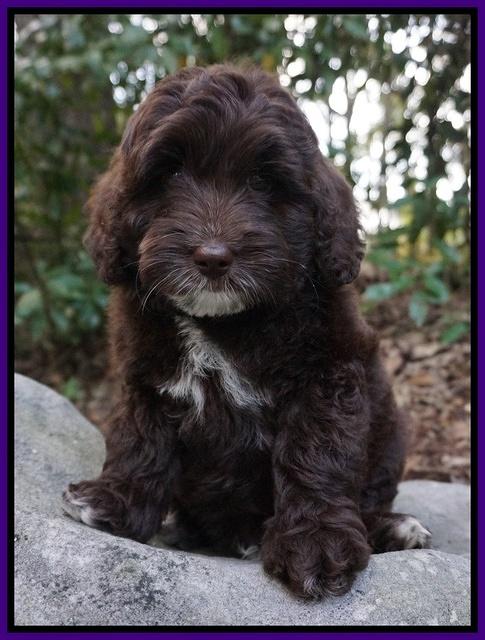 Jetta Texas pups 8 wks old 141