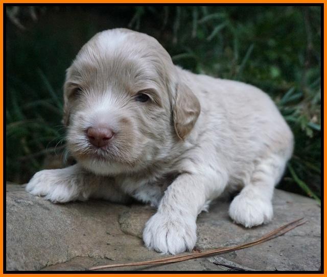 Jetta Texas pups 3 wks old 161
