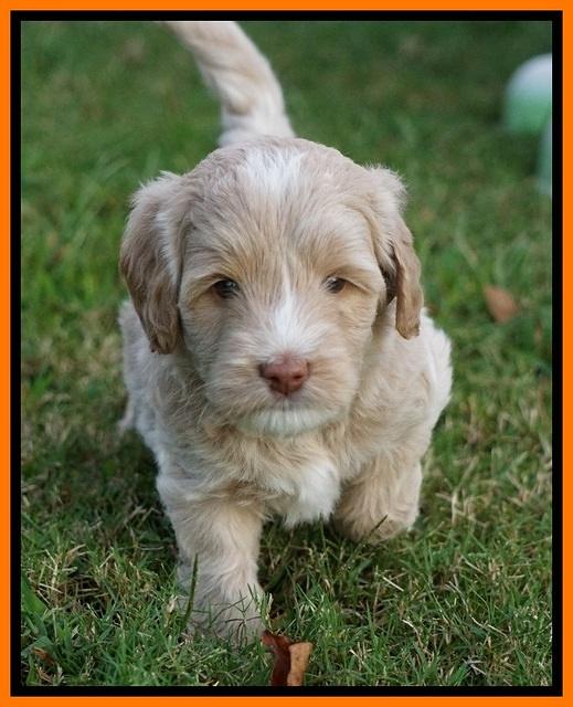 Jetta Texas pups 32100