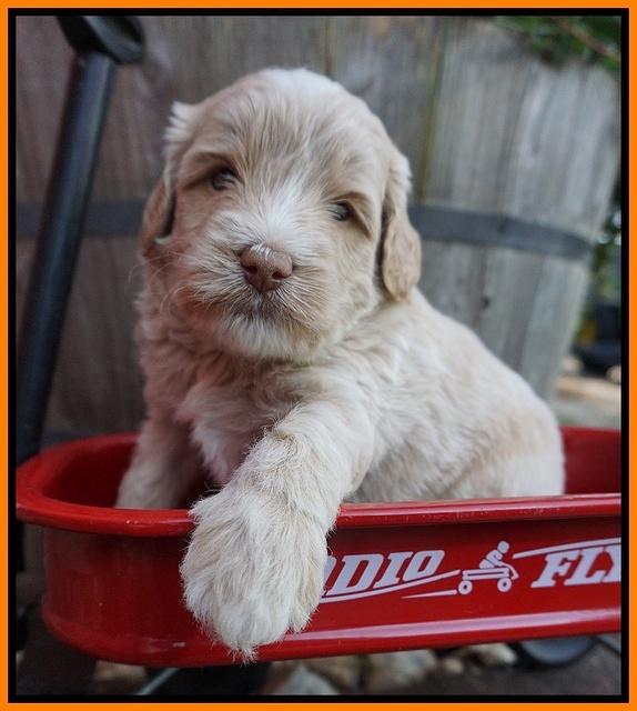 Jetta Texas pups 4 wks old 201