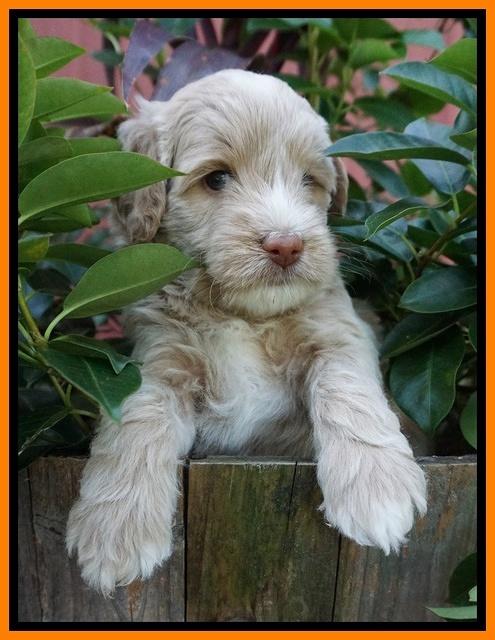 Jetta Texas pups 5 wks old 161