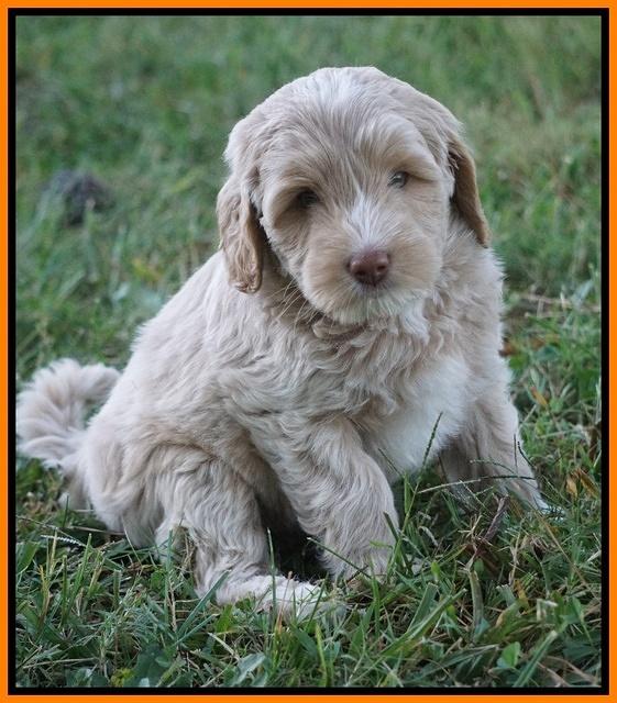 Jetta Texas pups 7 wks old 221