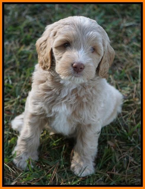 Jetta Texas pups 7 wks old 231