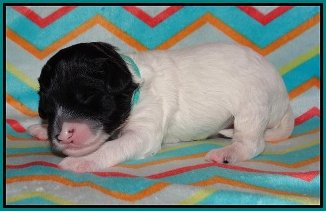 Jetta Texas pups 1 wk old 111
