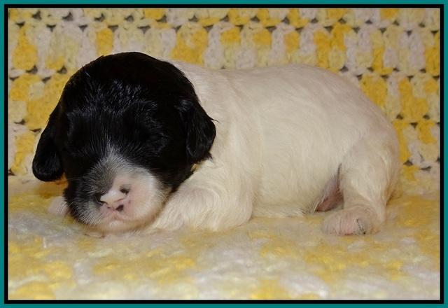 Jetta Texas pups 2 wks old 141