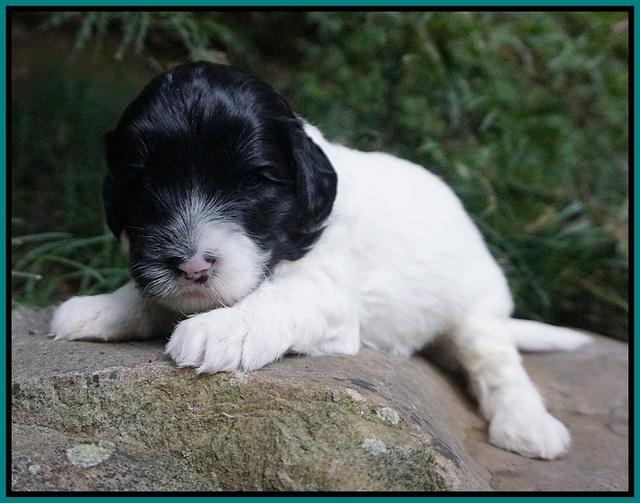 Jetta Texas pups 3 wks old 171