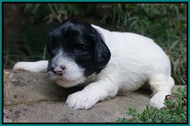 Jetta Texas pups 3 wks old 181