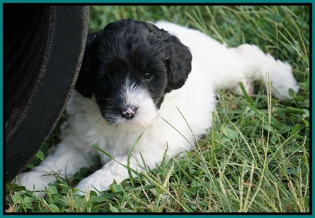 Jetta Texas pups 37100