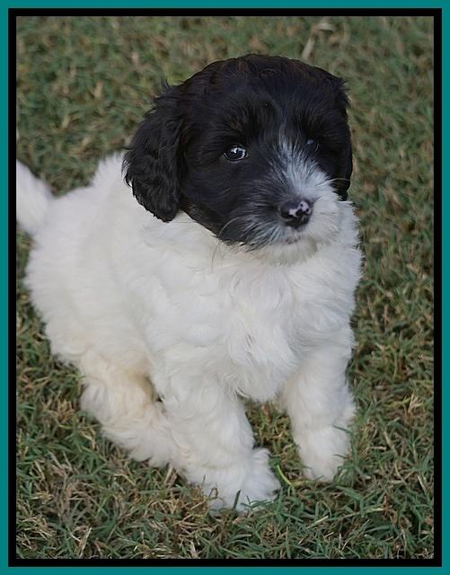 Jetta Texas pups 6 wks old 171
