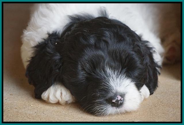 Jetta Texas pups 6 wks old 191
