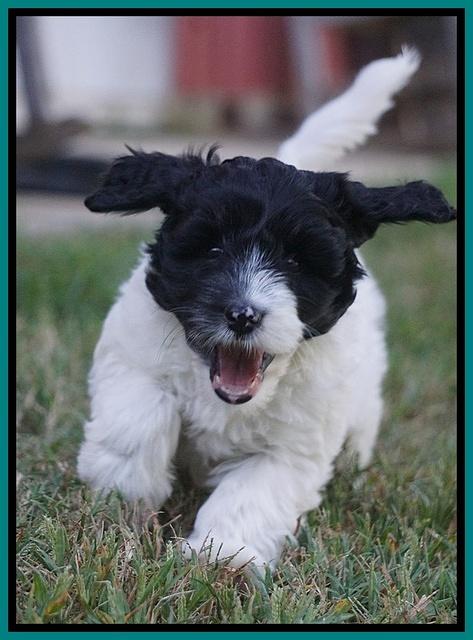 Jetta Texas pups 7 wks old 251