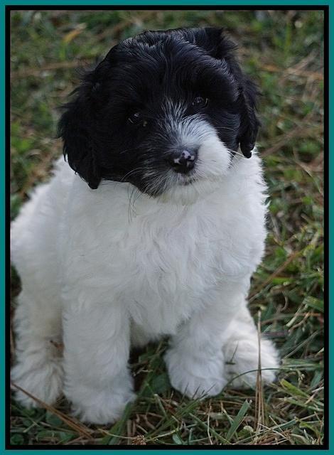 Jetta Texas pups 7 wks old 261