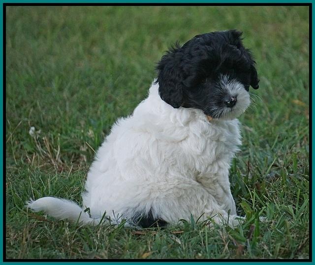 Jetta Texas pups 7 wks old 281