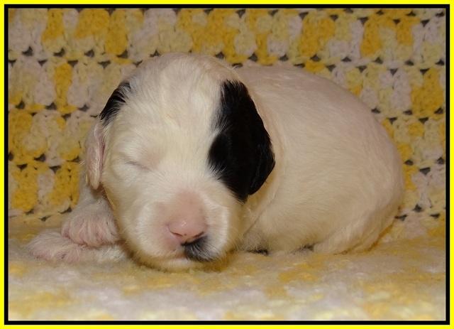 Jetta Texas pups 2 wks old 161