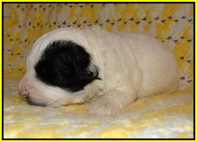 Jetta Texas pups 2 wks old 171