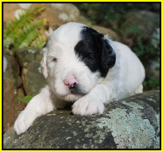 Jetta Texas pups 3 wks old 201