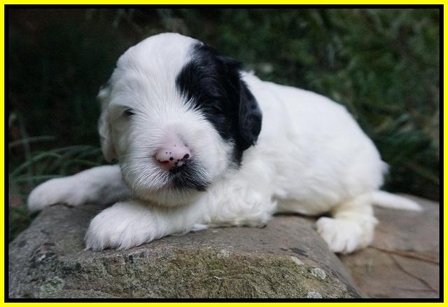 Jetta Texas pups 3 wks old 211