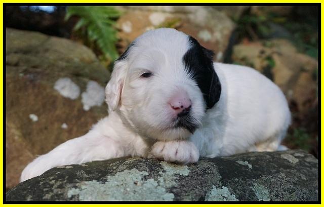 Jetta Texas pups 3 wks old 221