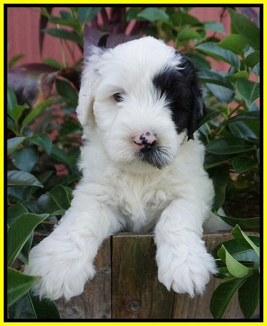 Jetta Texas pups 5 wks old 211