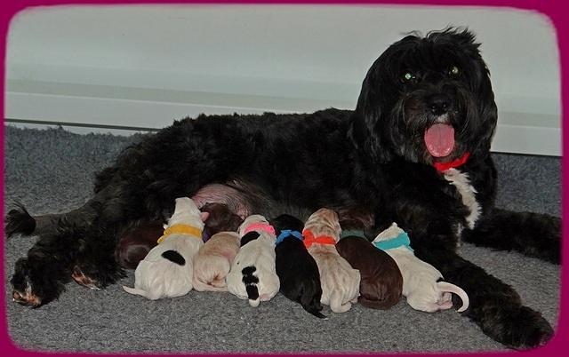 Jetta Texas Newborn pups 11
