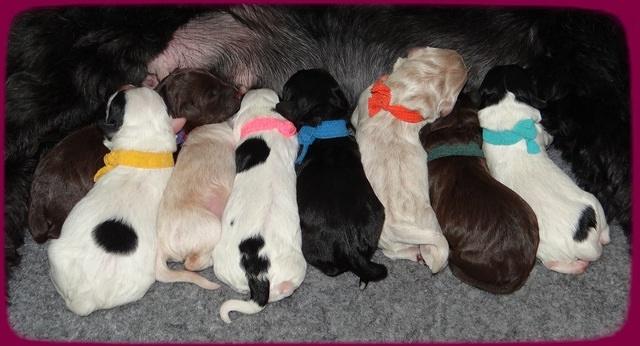 Jetta Texas Newborn pups 31