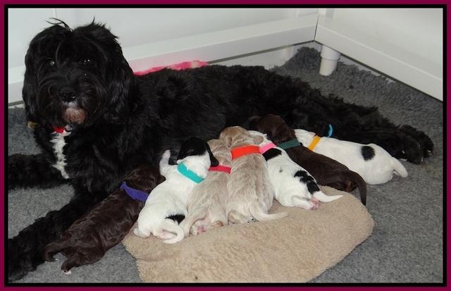 Jetta Texas pups 1 wk old 11