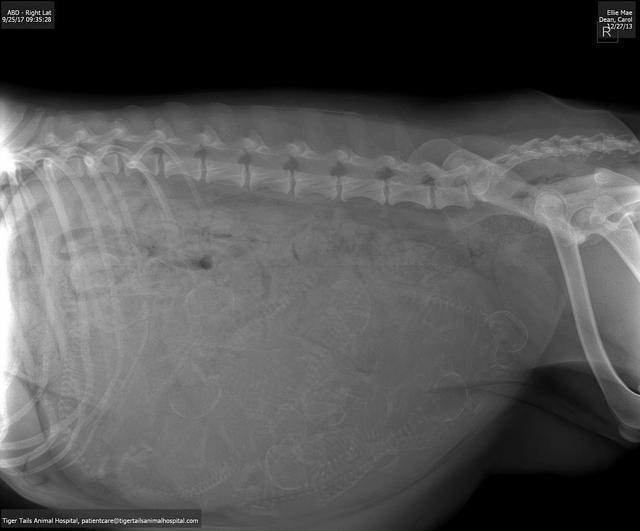 Ellie Parson preg photos and x ray litter 311