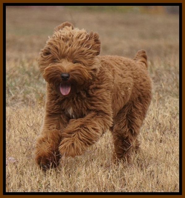 Parson 8 months old...71