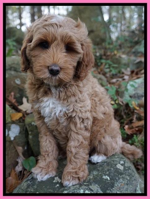 Ellie Mae Parson pups 8 wks old 101