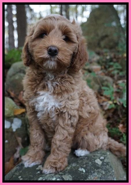 Ellie Mae Parson pups 8 wks old 91