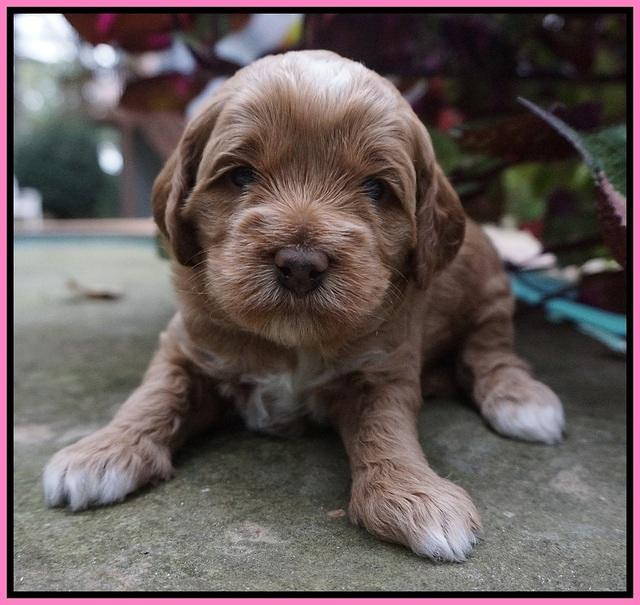 Ellie Parson pups 3 wks old 21
