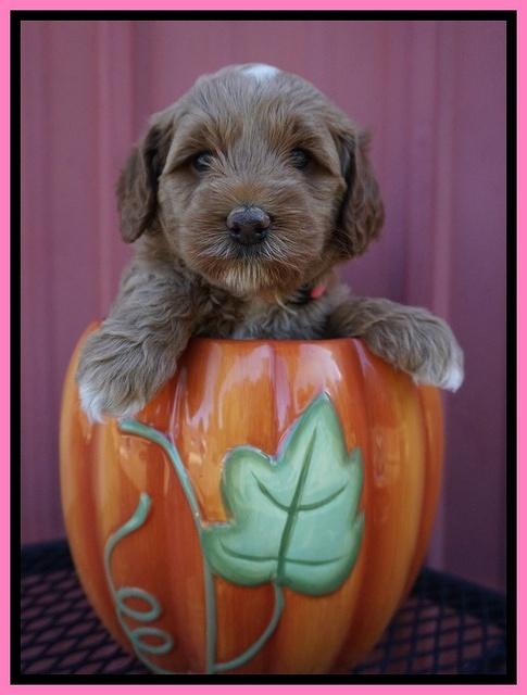 Ellie Parson pups 5 wks old 21