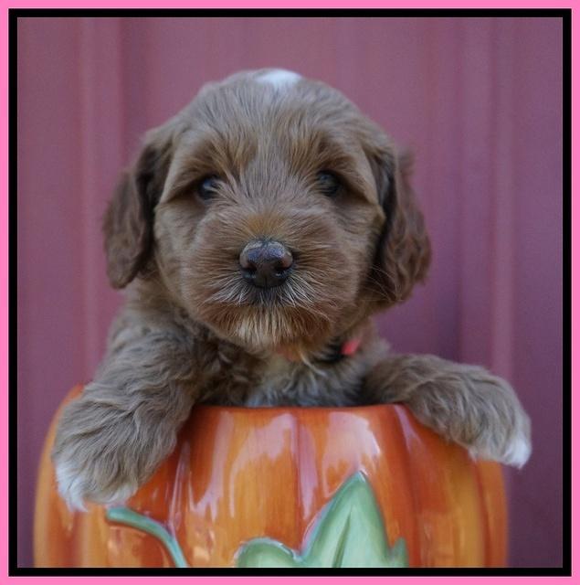 Ellie Parson pups 5 wks old 31