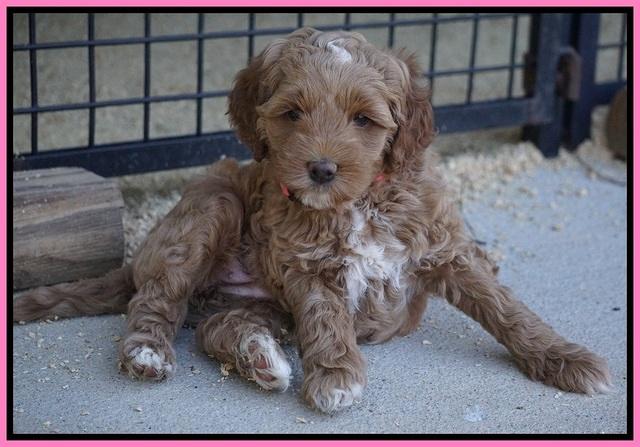 Ellie Parson pups 6 wks old 21