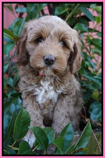 Ellie Parson pups 7 wks old 31