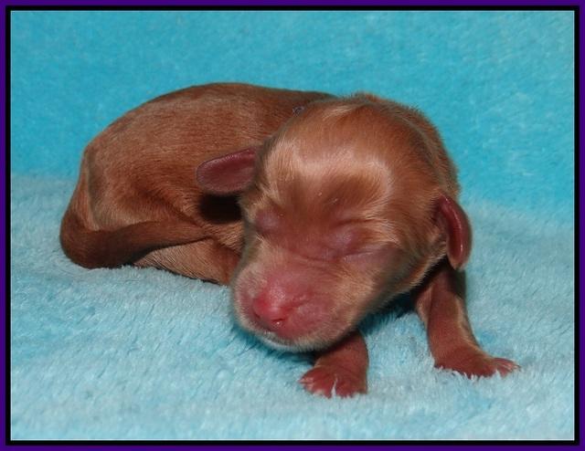 Ellie Parson Newborn pups31