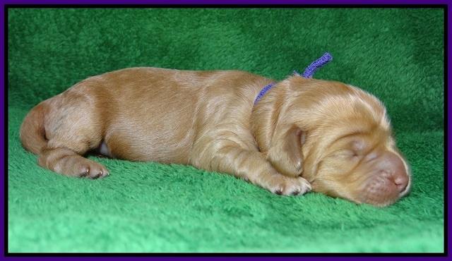 Ellie Parson pups 1 wk old51