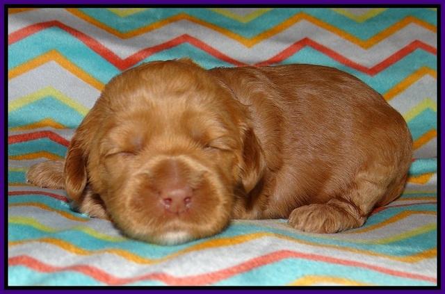 Ellie Parson pups 2 weeks old 41