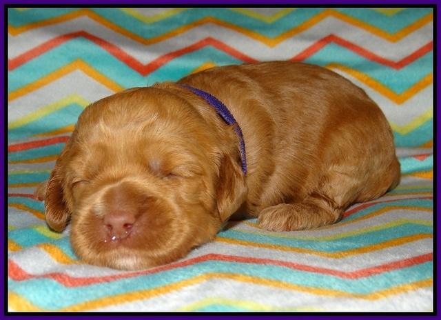 Ellie Parson pups 2 weeks old 51