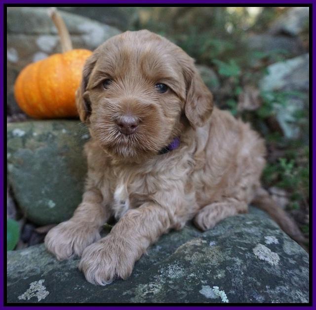 Ellie Parson pups 4 wks old 51