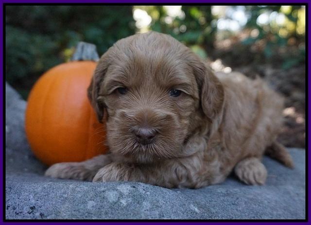 Ellie Parson pups 4 wks old 61