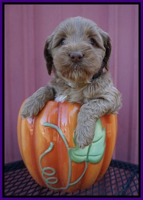 Ellie Parson pups 5 wks old 41