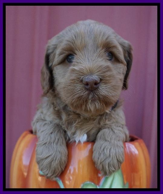 Ellie Parson pups 5 wks old 51