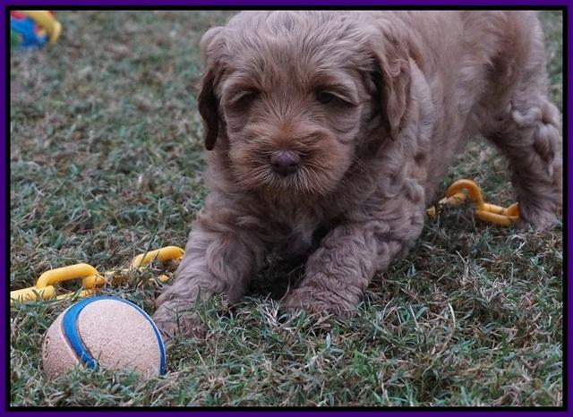 Ellie Parson pups 6 wks old 71