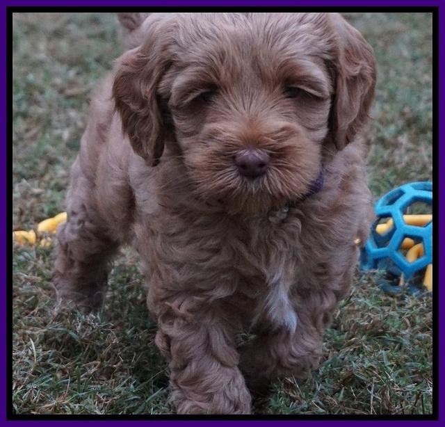 Ellie Parson pups 6 wks old 81