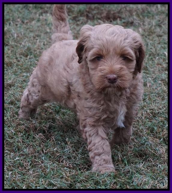 Ellie Parson pups 6 wks old 91